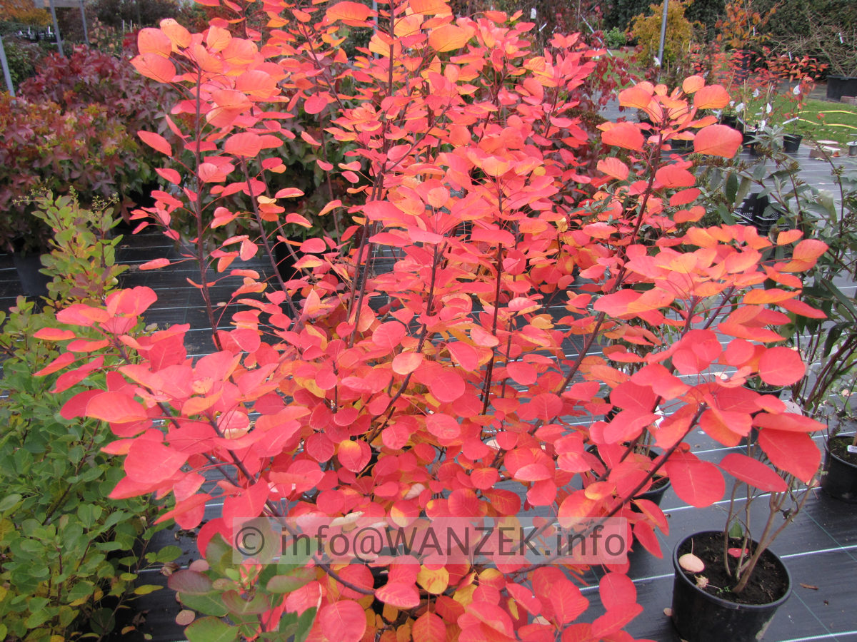 Cotinus coggygria Ancot (Golden Spirit) - Herbstfaerbung.JPG